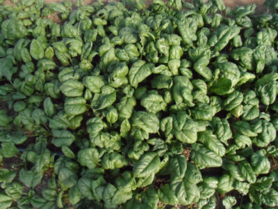 dark green leaf foilage